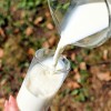 Lait chaud